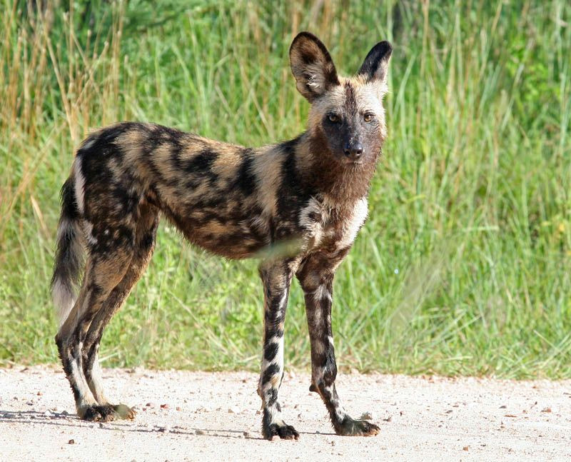 Drawing Of A Wild Dog Hacking Myself African Painted Dog Pinterest Wild Dogs Dogs