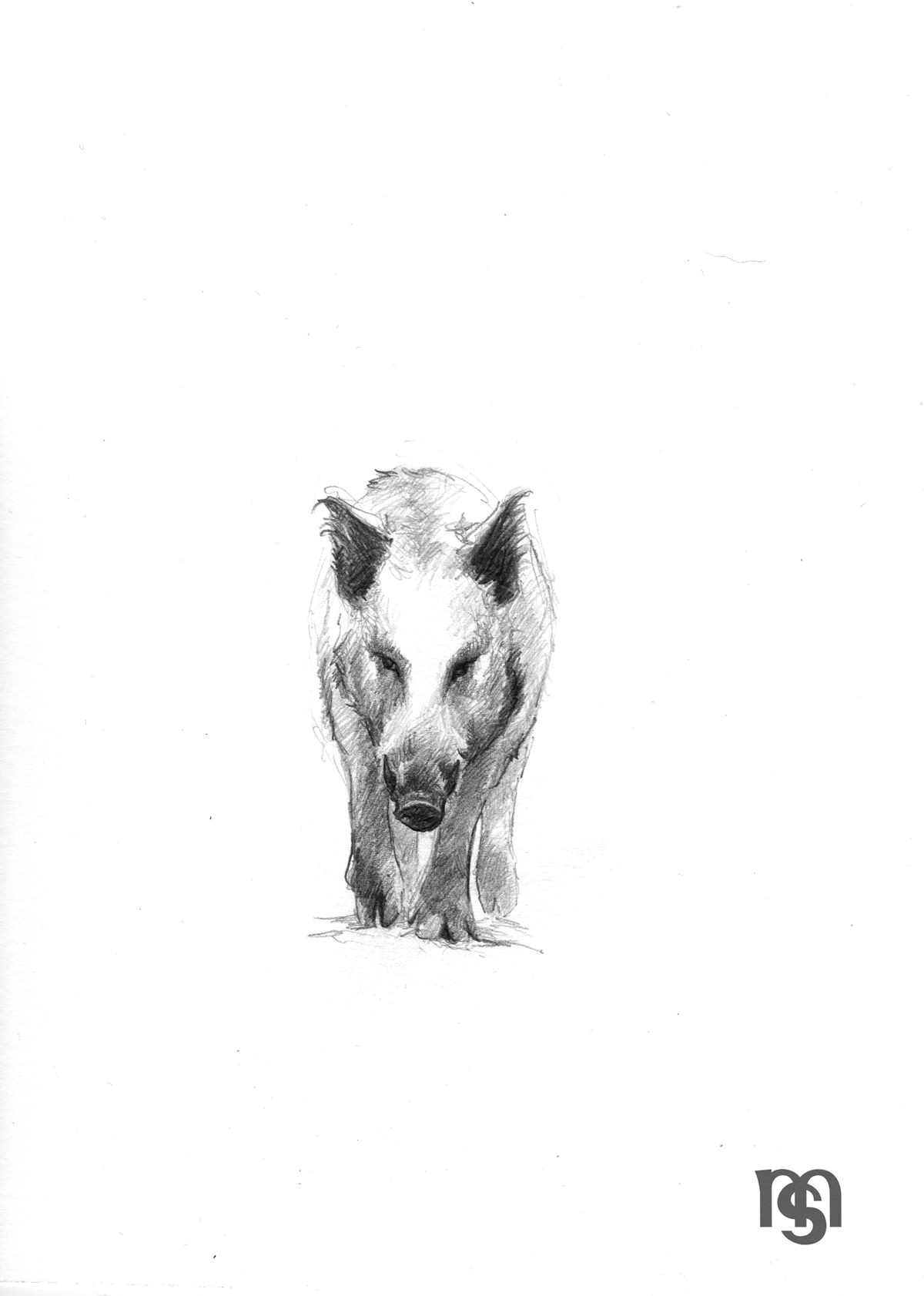 Drawing Of A Wild Dog Wild Boar Boar Wildschwein Old Gods In 2019 Wild Boar Animal