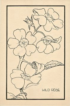 Drawing Of A Wild Rose 662 Best Flowers Images Beautiful Flowers Exotic Flowers