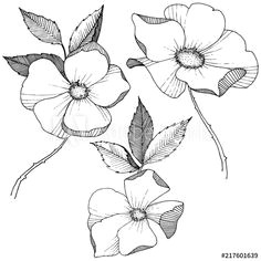 Drawing Of A Wild Rose 89 Best Flowers Images