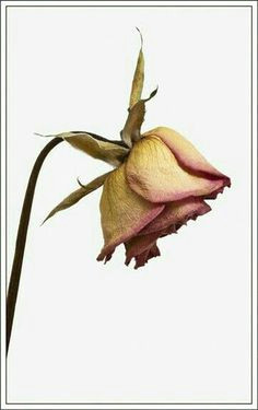 Drawing Of A Wilting Rose 3017 Best Watermedia Ii Practices Images In 2019 Drawings