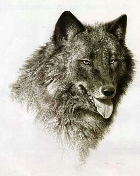 Drawing Of A Wolf Dog Wildlife Art Prints Plus original Paintings with A Wide Selection