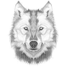 Drawing Of A Wolf Face 109 Best Wolf Images Wolf Drawings Art Drawings Draw Animals