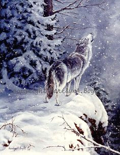 Drawing Of A Wolf On A Cliff 404 Best Wolf Drawings Images Drawings Wolves Animal Drawings