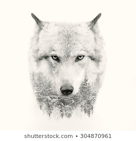 Drawing Of A Wolf On A Cliff Wolf Images Stock Photos Vectors Shutterstock