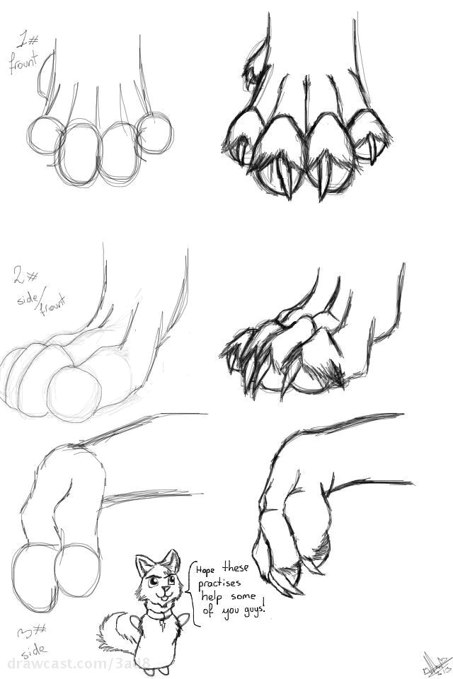 Drawing Of A Wolf Paw How to Draw Wolf Paws Drawing Tutorials Drawi