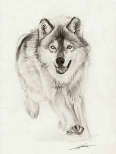 Drawing Of A Wolf Running 180 Best Wolf Drawings Images Drawing Techniques Drawing