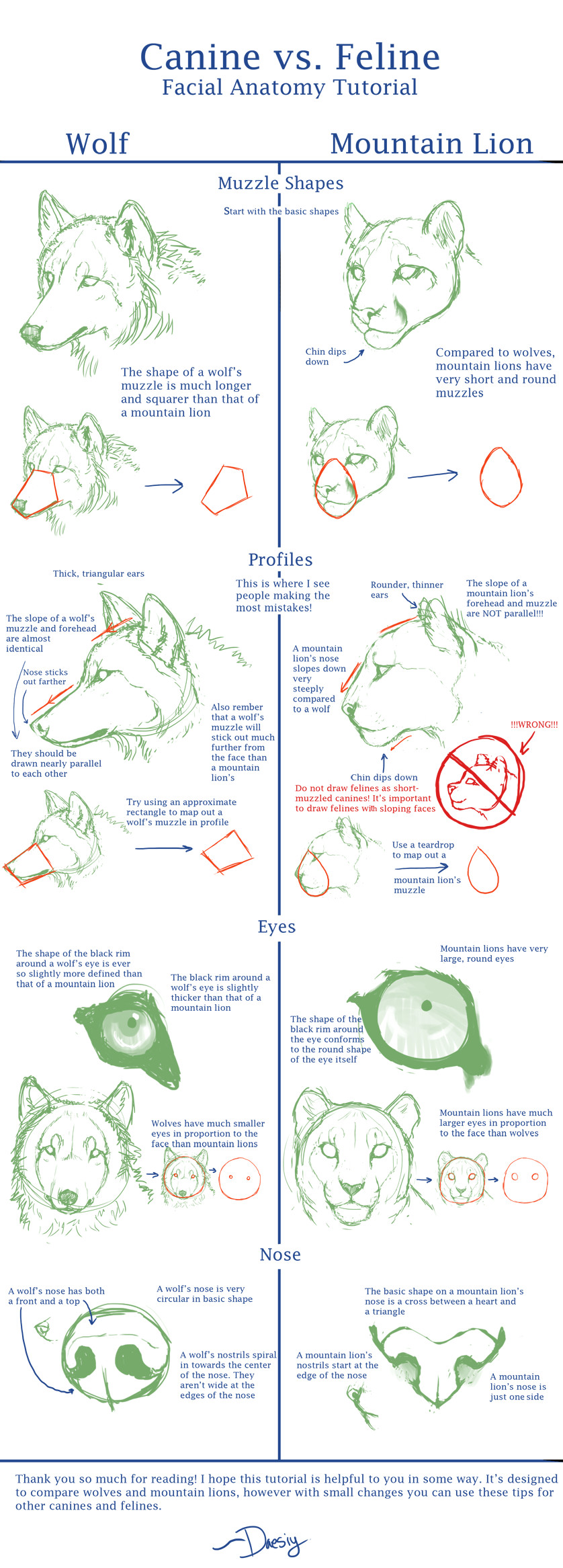 Drawing Of A Wolf S Face Canine V Feline Face Anat Tut by Daesiy On Deviantart Animal