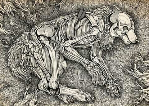 Drawing Of A Wolf Skeleton Pin by Velvetvixen On Canine Persuasion Art Draw Art Drawings