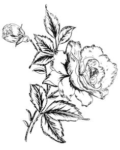 Drawing Of All Flowers 215 Best Flower Sketch Images Images Flower Designs Drawing S
