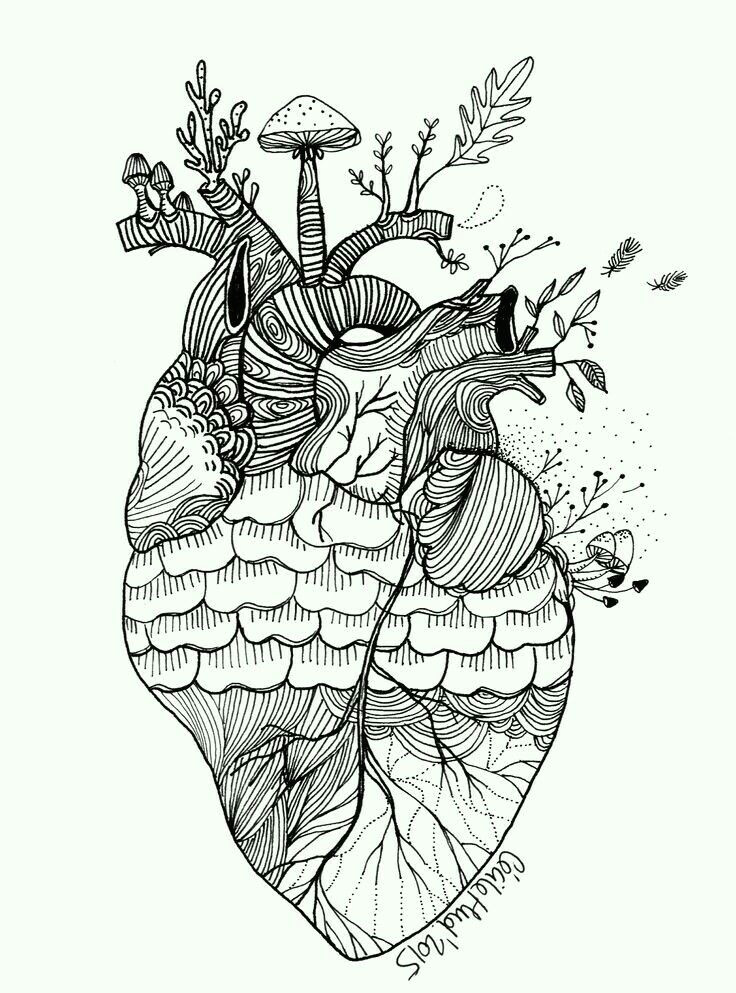 Drawing Of An Actual Heart Pin by Leah Metzler On Hearts Anatomical Heart Art Art Draw