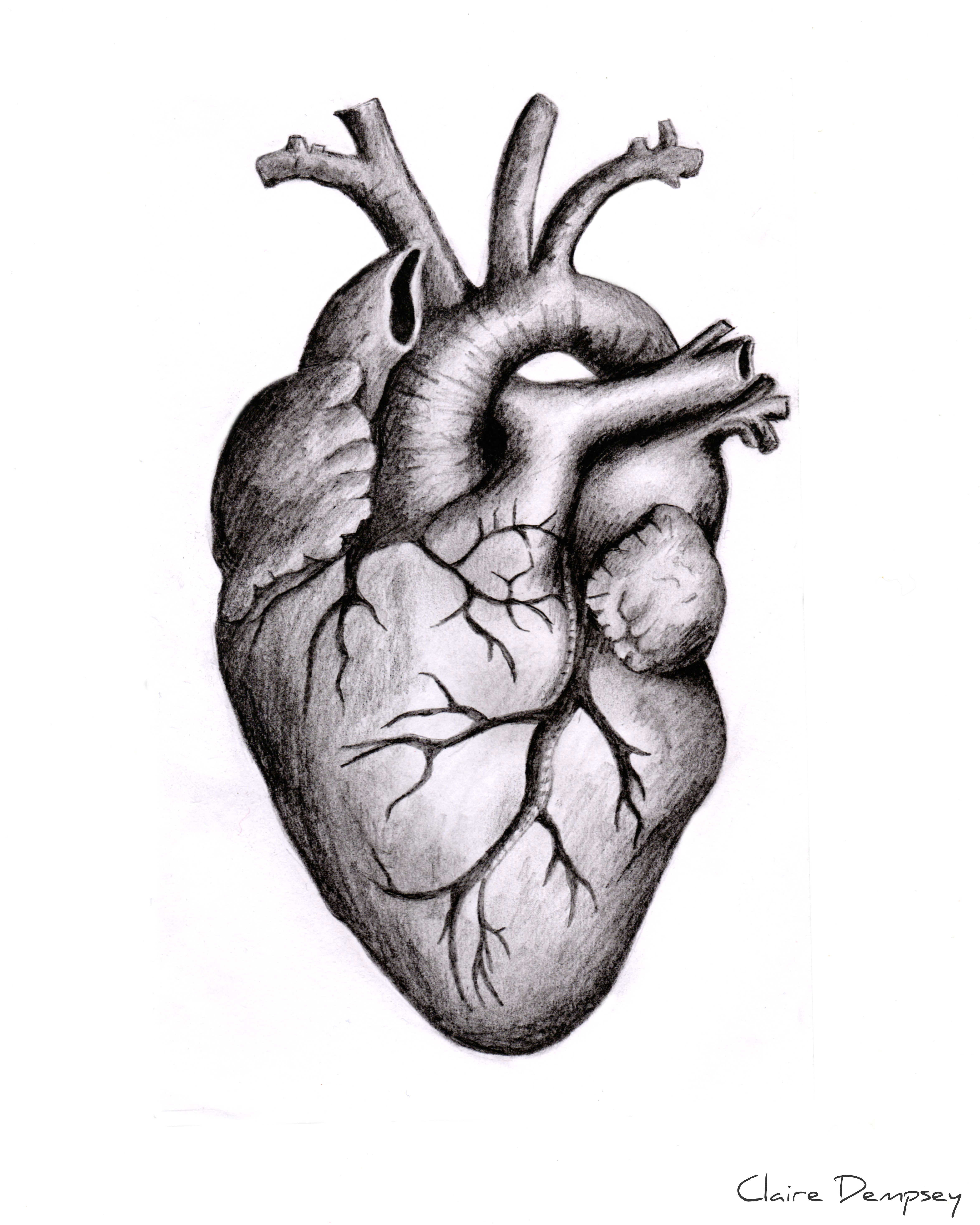 Drawing Of An Anatomical Heart Anatomically Correct Human Heart by Niku Arbabi Embroidery