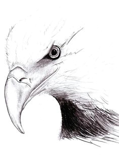 Drawing Of An Eagles Eye 221 Best Eagle Sketches Images Eagle Drawing Eagle Painting