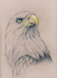 Drawing Of An Eagles Eye 221 Best Eagle Sketches Images Eagle Drawing Eagle Painting