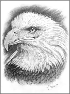 Drawing Of An Eagles Eye 346 Best Eagle Drawing and Painting Images Eagle Drawing Eagle
