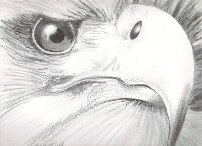 Drawing Of An Eagles Eye Eye Reflection Drawing Eagle Eye Vision 11 X14 Pencil On
