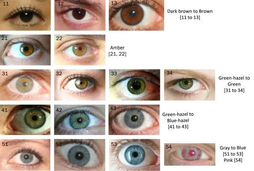 Drawing Of An Eye Colour the Eye Color Chart Beauty Secrets Pinterest Eye Color Chart