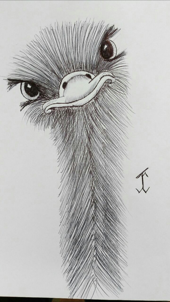 Drawing Of An Eye In Pen Animalsostrich Emu Ostrich Drawing Draw Pen Art Draw In 2019