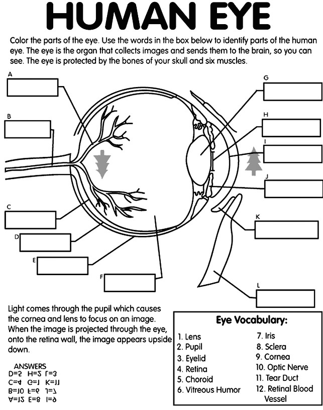 Drawing Of An Eye with Labels 121 Best Eye Anatomy Images Eye Anatomy Eyeball Anatomy Eyes