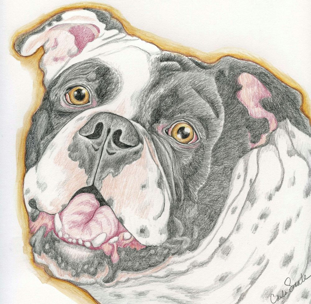 Drawing Of An Old Dog Old English Bulldog Pet Dog Art original Pencil Drawing Carla Smale