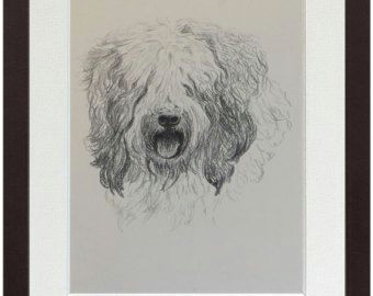 Drawing Of An Old Dog Old English Sheepdog Print Fine Art Print From 1935 Drawing by
