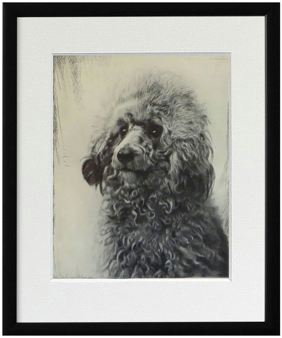 Drawing Of An Old Dog Poodle Print Fine Art Print From 1930 S Drawing by theantiquedog