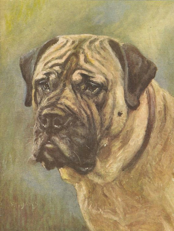 Drawing Of An Old Dog Vintage 1935 Dog Print Mastiff Breed Dogs Dogs and More Dogs