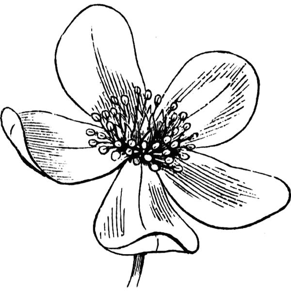 Drawing Of Artistic Flowers Flower Clipart A Liked On Polyvore Featuring Backgrounds Flowers