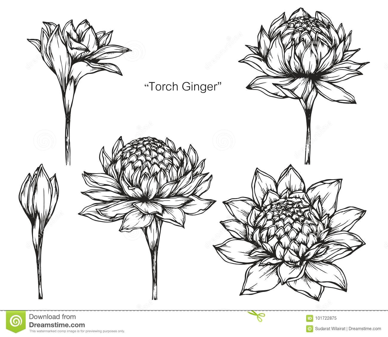 Drawing Of Artistic Flowers torch Ginger Flower Drawing and Sketch Stock Illustration