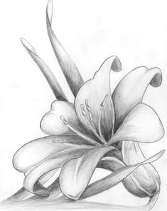 Drawing Of Beach Flower Credit Spreads In 2019 Drawings Pinterest Pencil Drawings