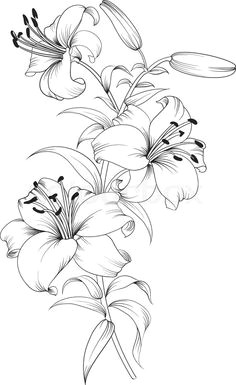 Drawing Of Beach Flower Lily Flowers Drawings Flowers Madonna Lily by Syris Darkness