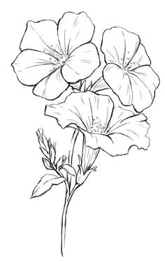 Drawing Of Big Flowers 215 Best Flower Sketch Images Images Flower Designs Drawing S