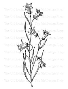 Drawing Of Bluebell Flower 12 Best Bluebell Tattoo Images Cute Tattoos Female Tattoos