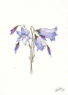 Drawing Of Bluebell Flower 76 Best Bluebell Tattoo Images Cute Tattoos Small Tattoo Tiny Tattoo