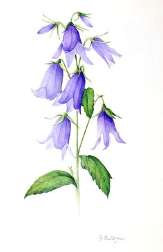 Drawing Of Bluebell Flower 76 Best Bluebell Tattoo Images Cute Tattoos Small Tattoo Tiny Tattoo