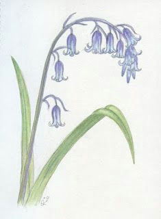 Drawing Of Bluebell Flower 90 Best Bluebells Images In 2019 Water Colors Watercolour