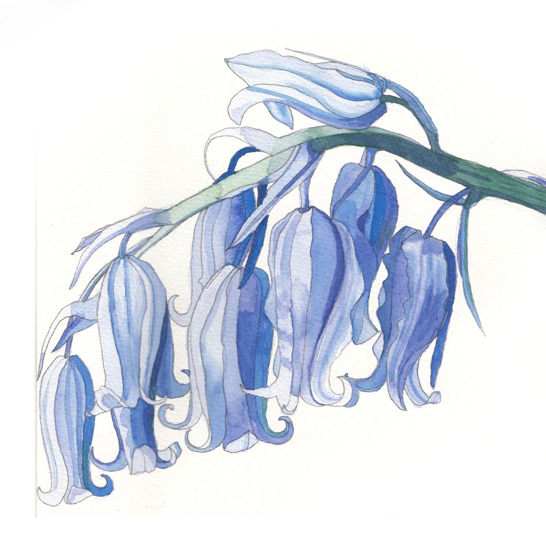 Drawing Of Bluebell Flower Bluebells Painting Google Search Drawings to Practice