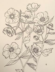 Drawing Of buttercup Flower 31 Best buttercup Images Drawings Botanical Illustration Dibujo