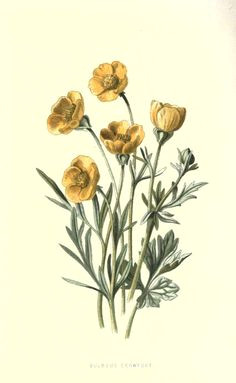Drawing Of buttercup Flower 31 Best buttercup Images Drawings Botanical Illustration Dibujo