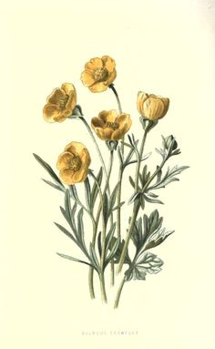 Drawing Of buttercup Flower 31 Best buttercup Images Drawings Botanical Illustration Dibujo