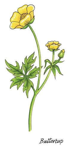 Drawing Of buttercup Flower 48 Best buttercup Tattoo Images buttercup Tattoo Cool Tattoos