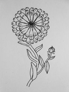 Drawing Of Calendula Flower 1032 Best Doodles Sketches A A Images In 2019 Doodles Drawings