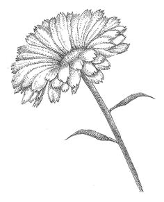 Drawing Of Calendula Flower 416 Best Fairies Flower Idea S Images Elves Faeries Fairy Art