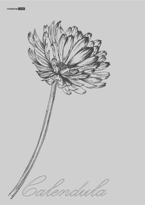 Drawing Of Calendula Flower 7 Best Tatowierungen Images On Pinterest Arm Tattoos Flower