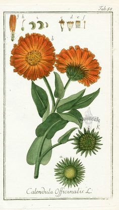 Drawing Of Calendula Flower 97 Best All About Calendula Images In 2019 Calendula Allergies