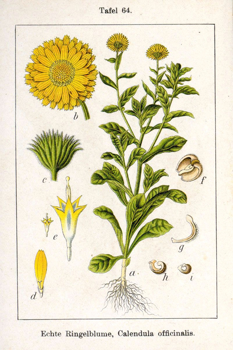 Drawing Of Calendula Flower Calendula All Purpose Healing Salve with Honey Recipe Favorite