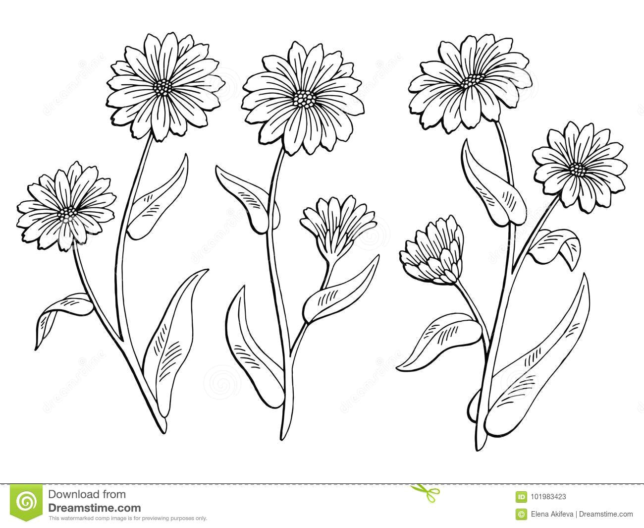Drawing Of Calendula Flower Calendula Flower Graphic Black White isolated Sketch Illustration