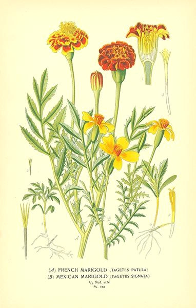 Drawing Of Calendula Flower Marigold Flower Drawing Mexican Marigold Tagetes Patula and