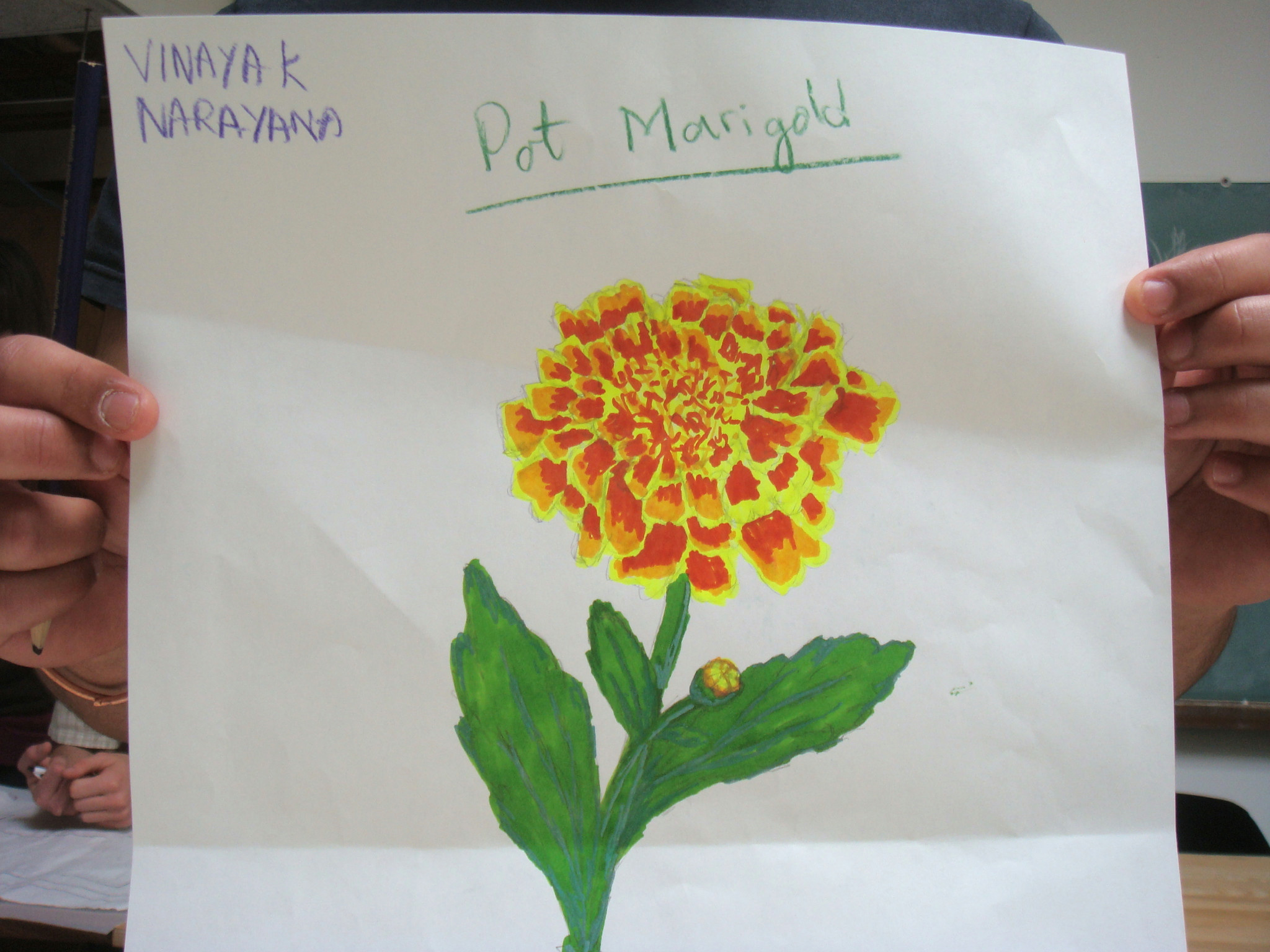 Drawing Of Calendula Flower Plant Species assignment Vinnyvinayak