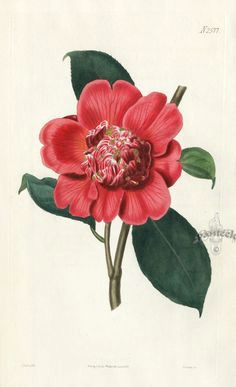 Drawing Of Camellia Flower 33 Best Camellia Images Botanical Illustration Botanical Drawings